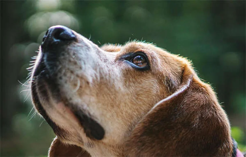 犬のツツガムシ：症状と正しい対処法【獣医師が解説】