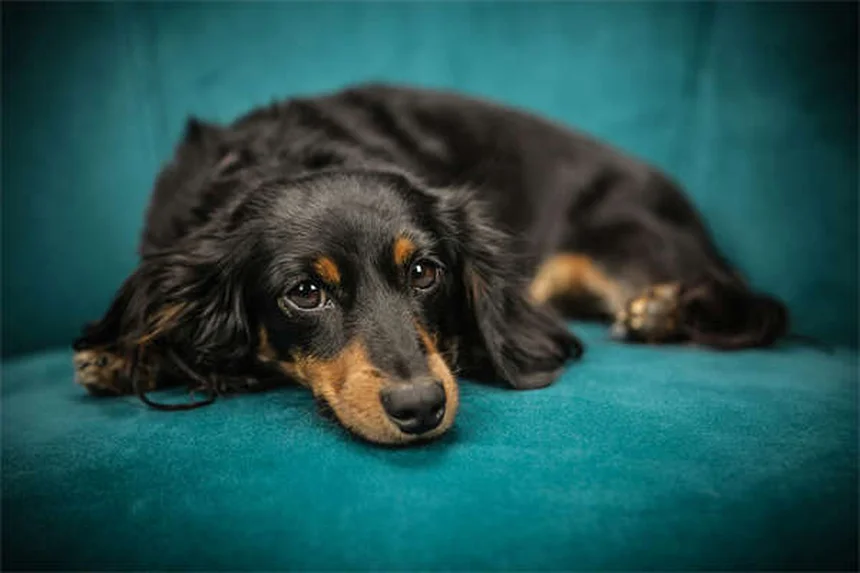 子犬のトイレトレーニング成功法｜3つの基本とシーツ活用法