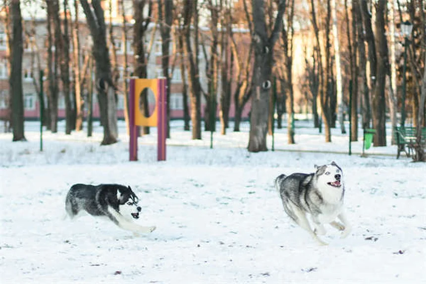 子犬に成犬用フードはダメ？栄養の違いと正しい選び方5つのポイント