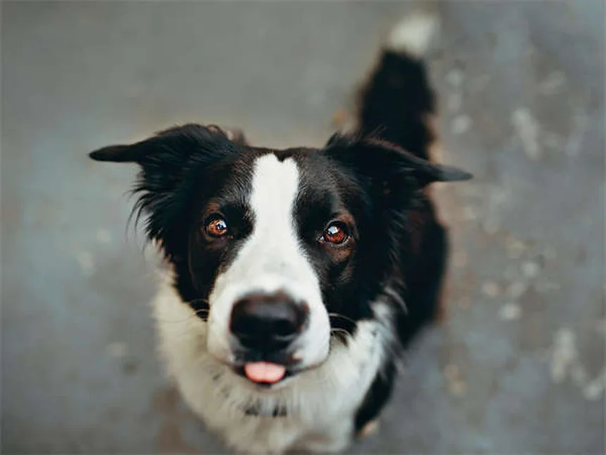 室内犬でも油断禁物！愛犬をマダニから守る5つの意外な盲点と対策