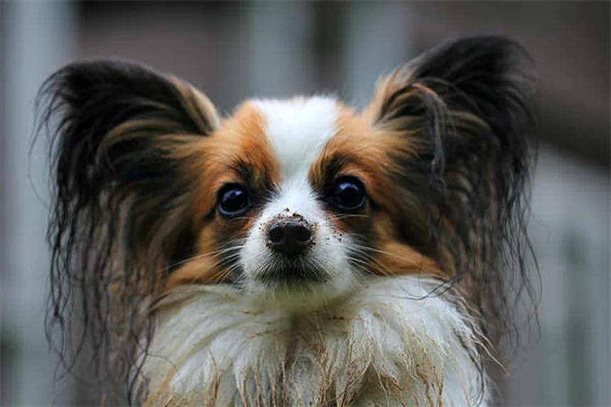 犬のサゴヤシ中毒とは？症状・応急処置・予防法を獣医師が解説