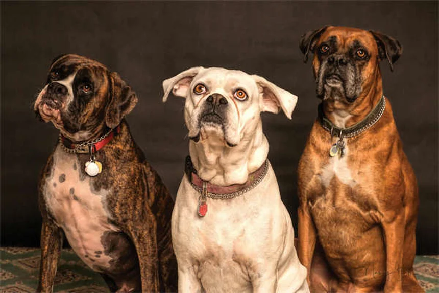 犬猫のうんち移植（FMT）とは？難治性下痢の新治療を獣医師が解説