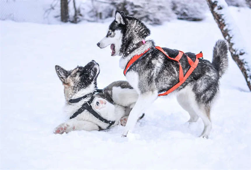 パモ酸ピランテルとは？犬と猫の駆虫薬の効果・副作用・使い方を獣医師が解説