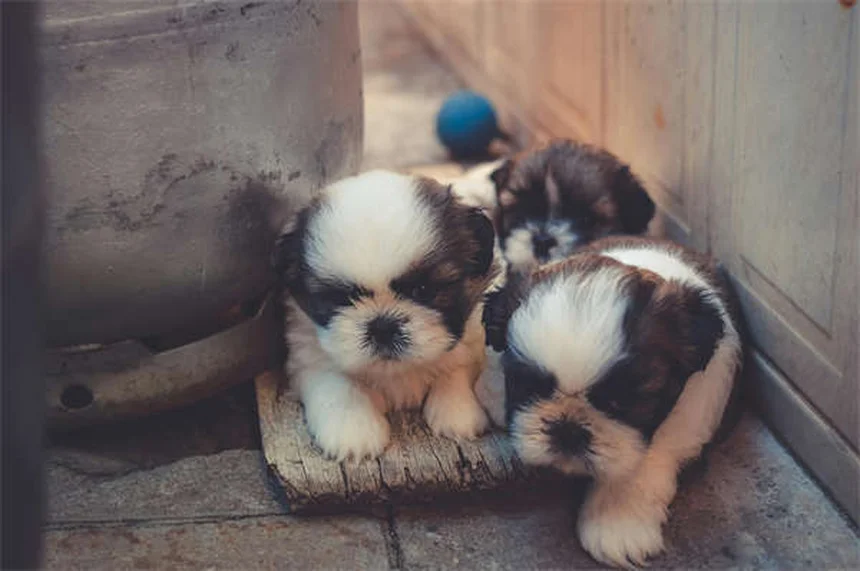 珍しい犬種15選：知られざる魅力と飼育のポイントを徹底解説