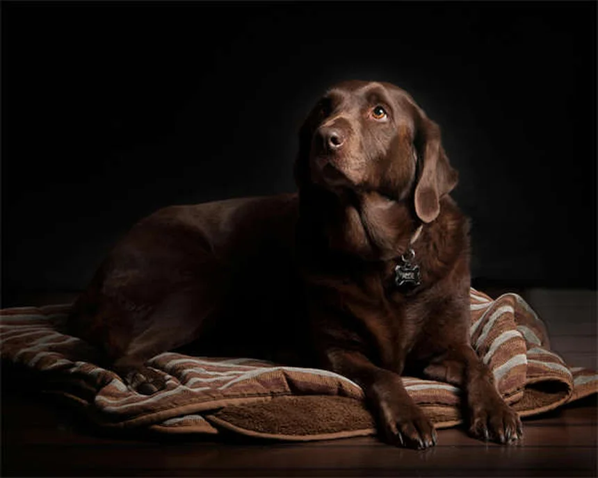 ローナードッグとは？愛犬が孤独を好む理由と幸せな暮らし方