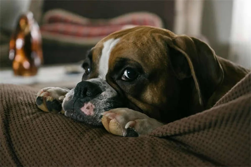 ローナードッグとは？愛犬が孤独を好む理由と幸せな暮らし方