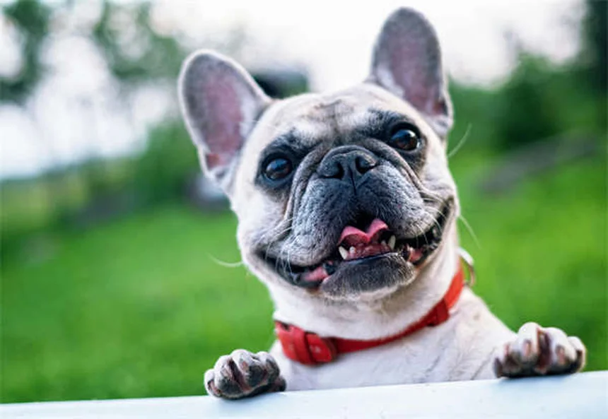 犬の紹介で失敗しない！安全に仲良くさせる7つのステップ