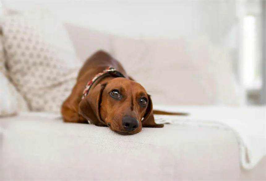犬のパニック発作とは？症状と対処法を獣医師が解説