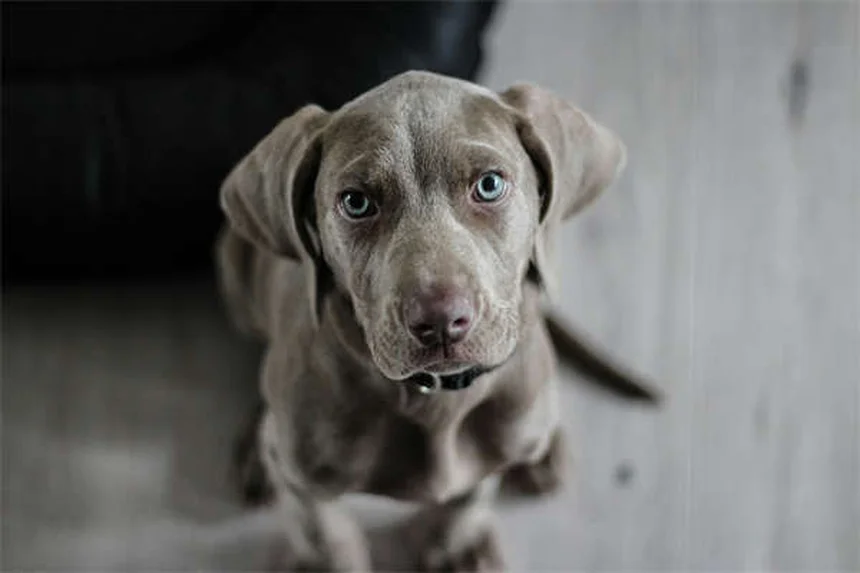 初心者におすすめの犬21選！失敗しない犬選びのコツから飼い方まで徹底解説