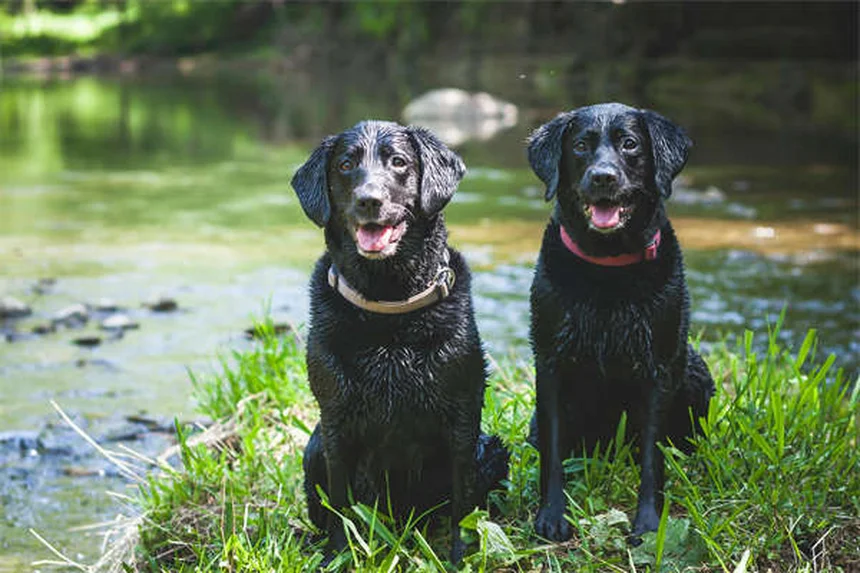 犬のフィラリア治療費用はいくら？予防と徹底比較で分かる真実
