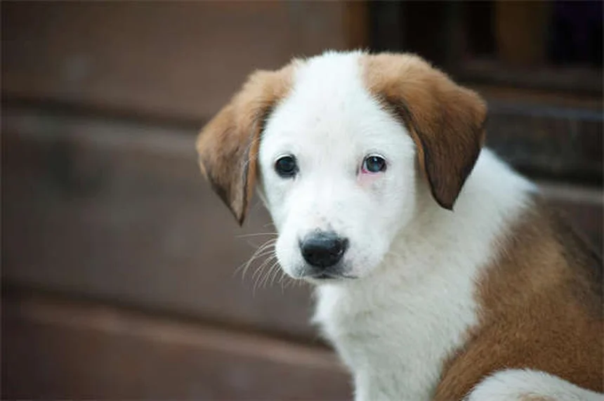 フェッチを嫌がる犬でも大丈夫！3つのステップで教える方法