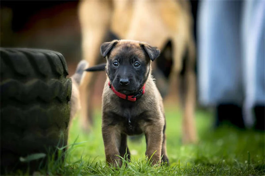 フェッチを嫌がる犬でも大丈夫！3つのステップで教える方法