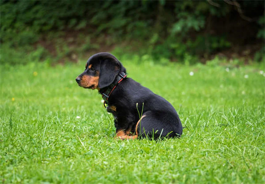フェッチを嫌がる犬でも大丈夫！3つのステップで教える方法
