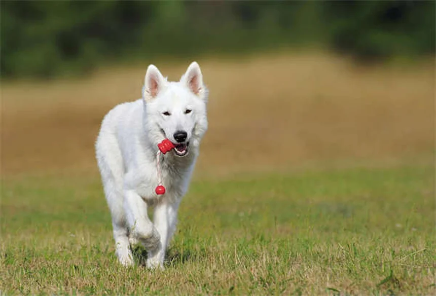 愛犬の死 ペットロス 乗り越え方 実践ステップ3選
