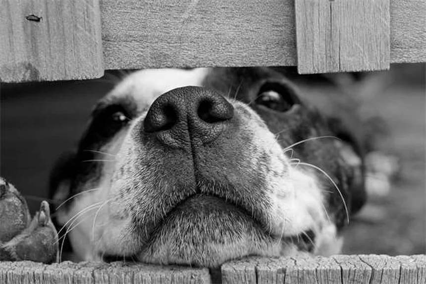 愛犬の死 ペットロス 乗り越え方 実践ステップ3選