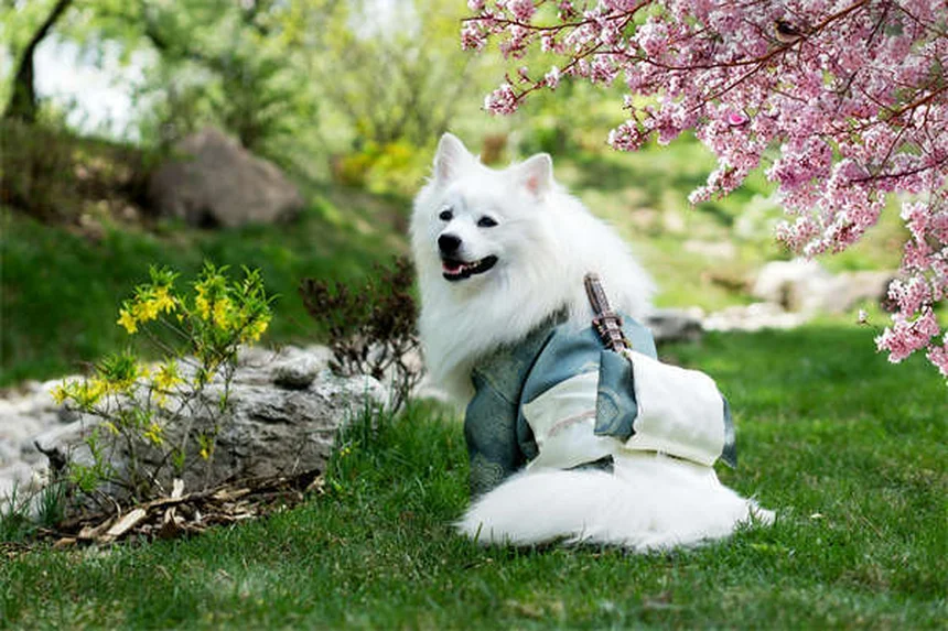 犬は恐怖を嗅ぎ分けられる？科学と体験でわかった真実