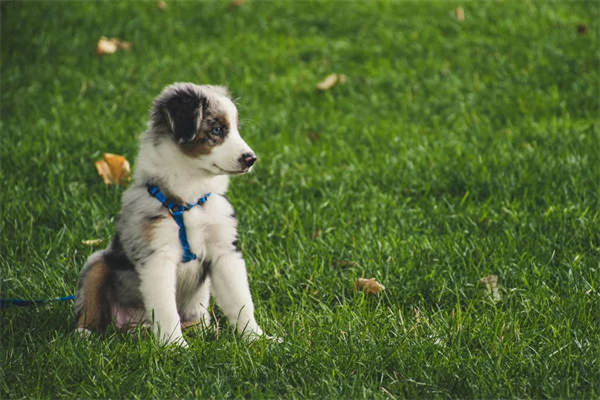 犬は恐怖を嗅ぎ分けられる？科学と体験でわかった真実