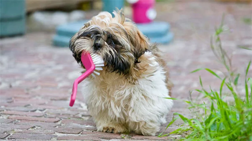 犬は恐怖を嗅ぎ分けられる？科学と体験でわかった真実