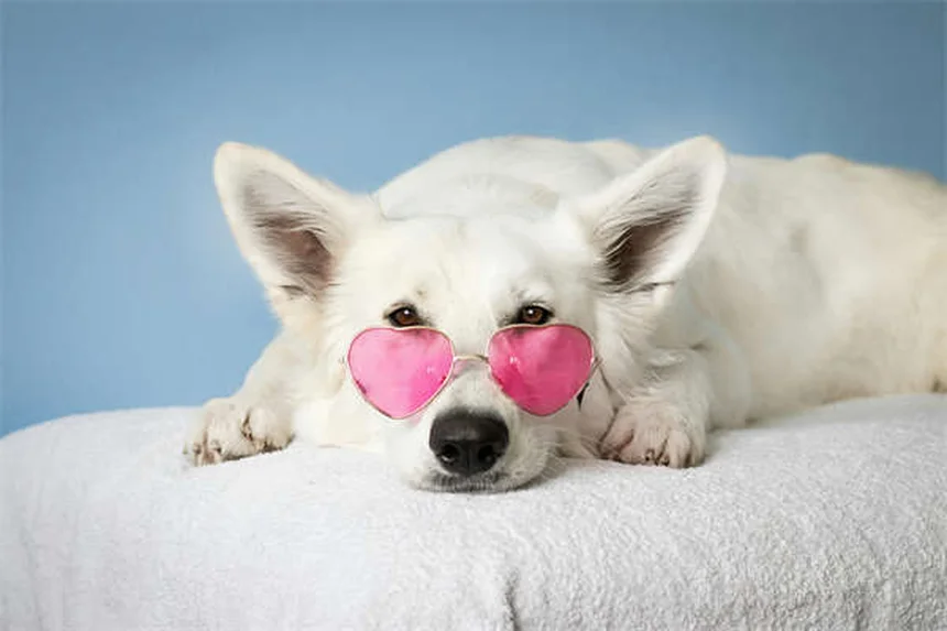 犬用コデインの効果は低い？リスクと代替薬を獣医師が解説