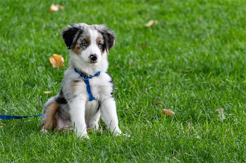 犬用コデインの効果は低い？リスクと代替薬を獣医師が解説