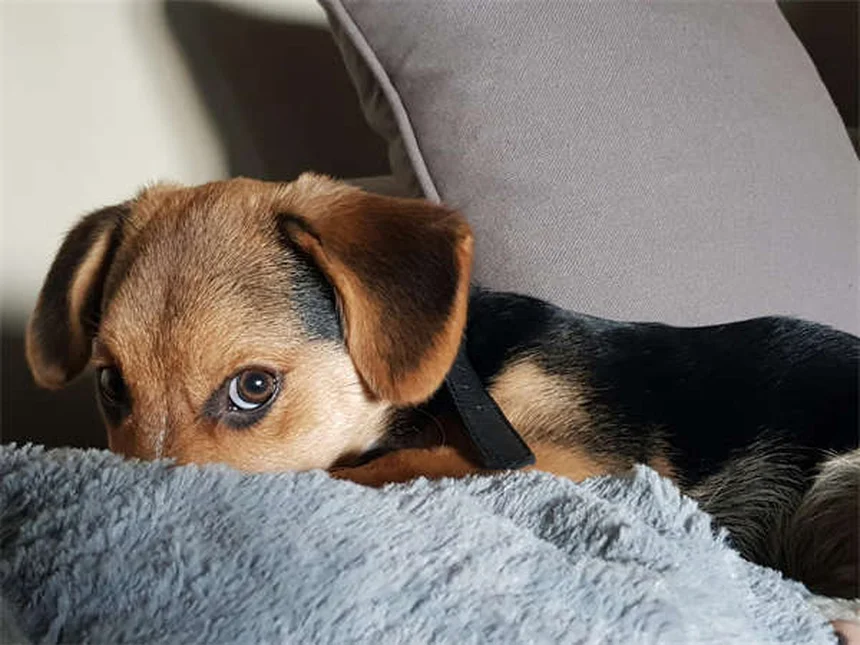 犬が足を上げておしっこする理由：研究と体験からわかる真実