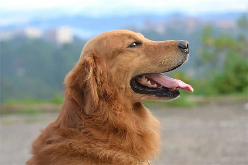 犬が足を上げておしっこする理由：研究と体験からわかる真実