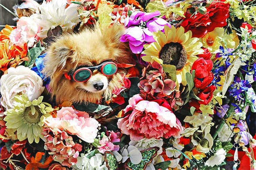 犬が足を上げておしっこする理由：研究と体験からわかる真実