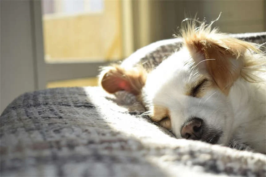 犬のFCEの症状と回復法｜飼い主が知るべき3つのポイント