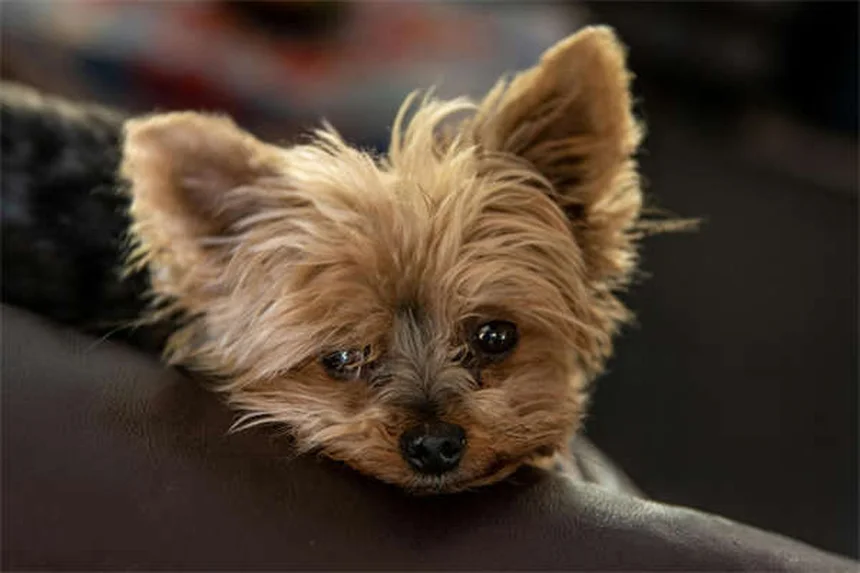 犬のFCEの症状と回復法｜飼い主が知るべき3つのポイント