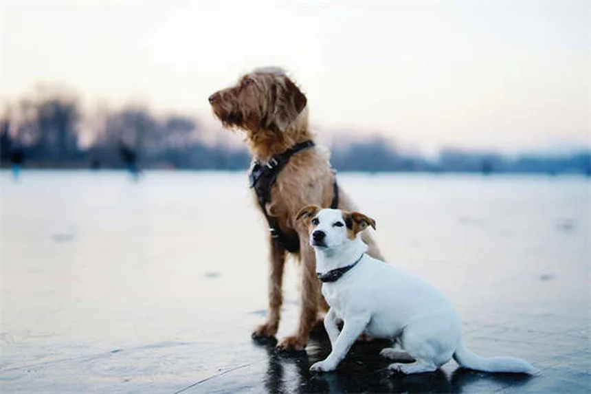 犬のFCEの症状と回復法｜飼い主が知るべき3つのポイント