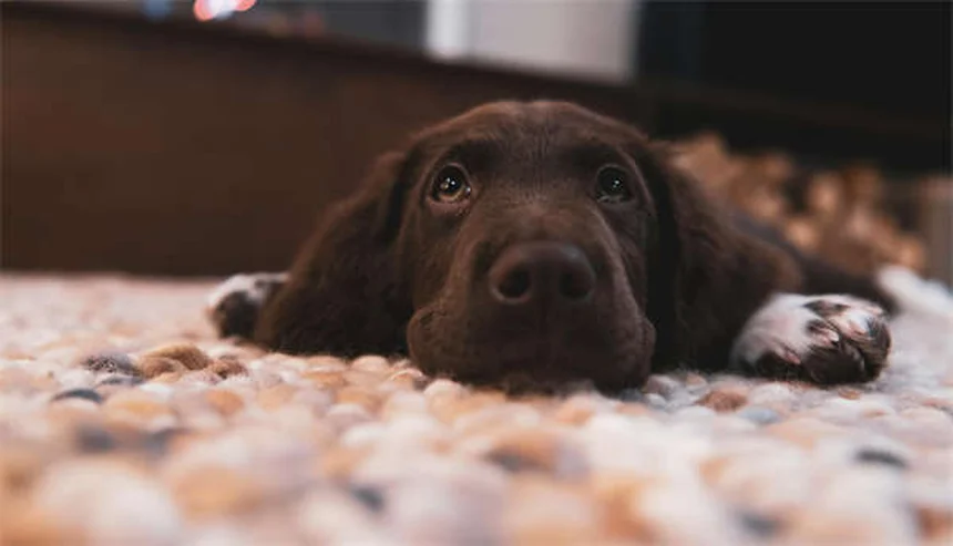 アパートで飼いやすい犬種20選！私の経験から本気でおすすめするのはコレ