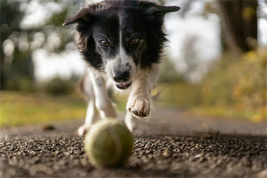 アパートで飼いやすい犬種20選！私の経験から本気でおすすめするのはコレ