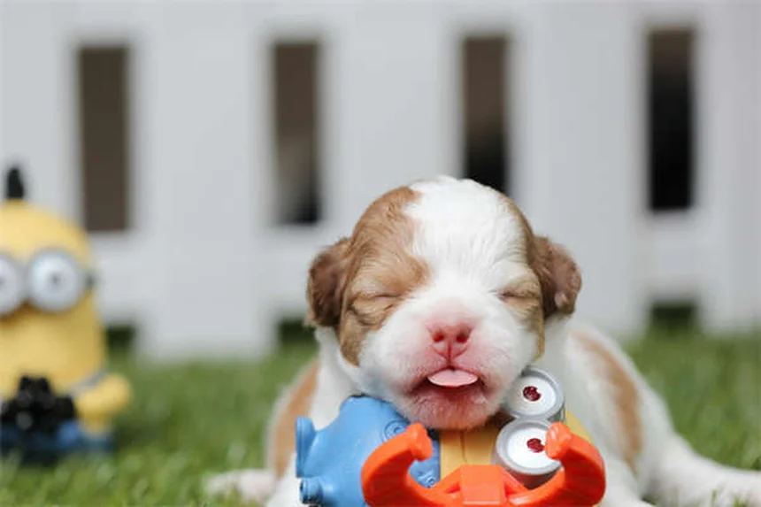 アパートで飼いやすい犬種20選！私の経験から本気でおすすめするのはコレ