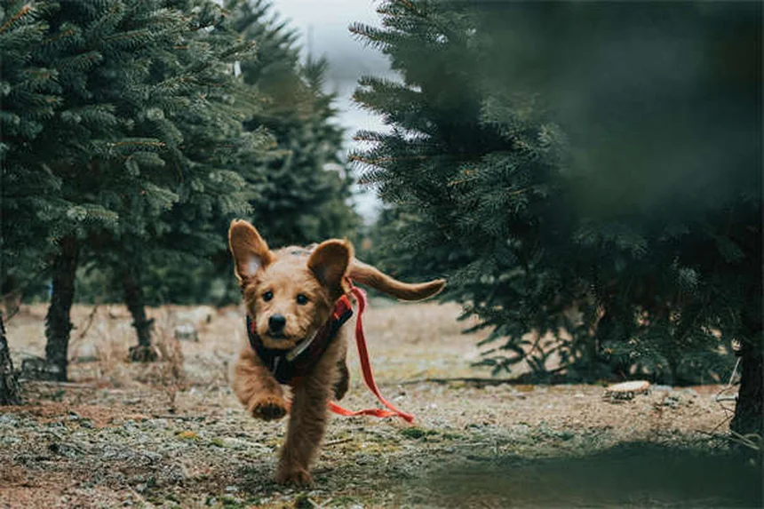 馬のストラングル症状チェックリストとワクチン接種の実態を解説