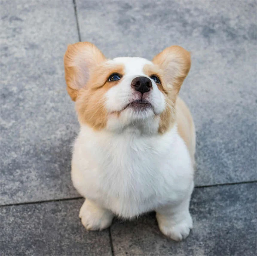 【専門家監修】犬が紙を破る3つの理由と今すぐできる対処法