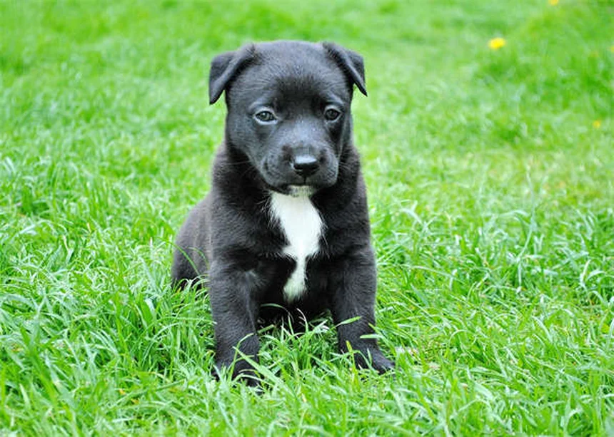 子犬の体重が増えない原因と獣医師が教える5つのチェックポイント