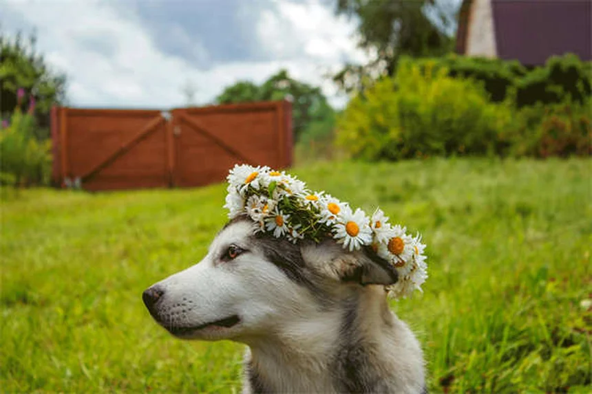 子犬の体重が増えない原因と獣医師が教える5つのチェックポイント