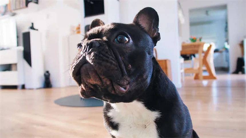 【実は…】高エネルギー犬の多動症はまれ？落ち着かせる7つの方法