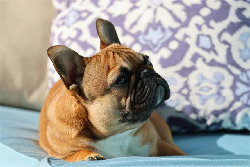 【実は…】高エネルギー犬の多動症はまれ？落ち着かせる7つの方法