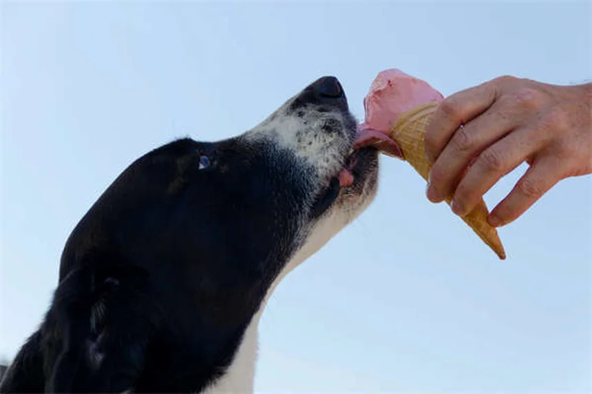 犬の神経疾患の初期症状5選、見逃さないで