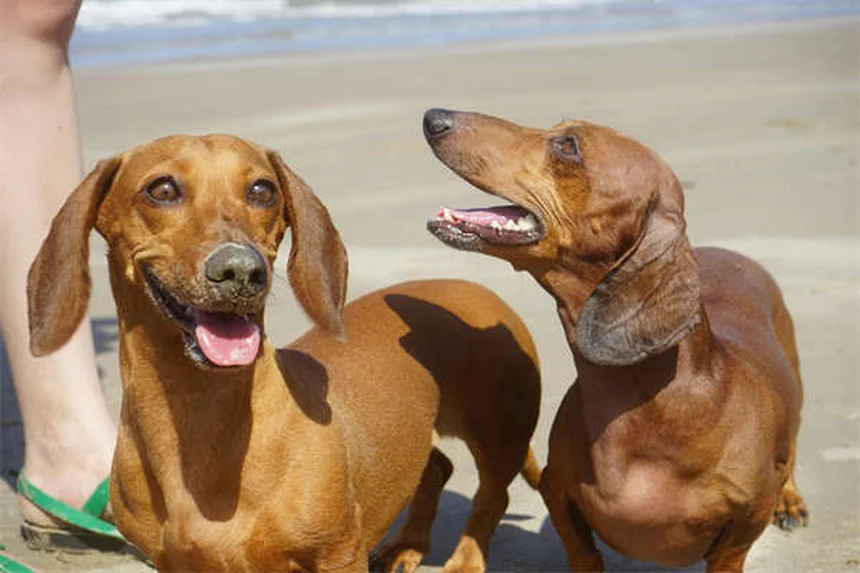 犬との絆を深める7つの方法｜実は簡単にできるコツ