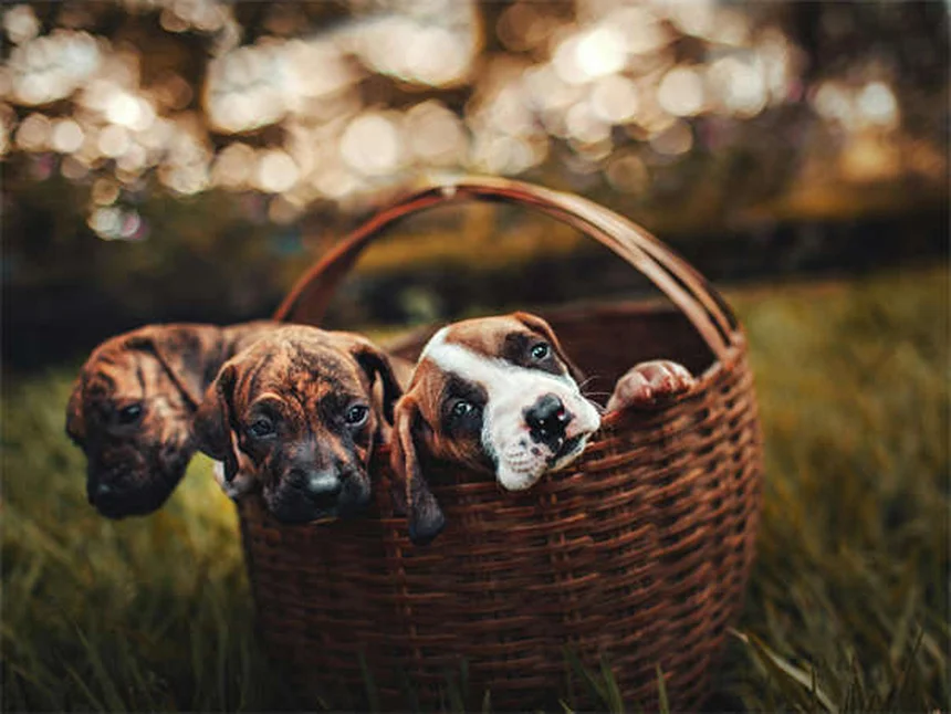犬と飼い主の性格が似る3つの理由と科学的根拠