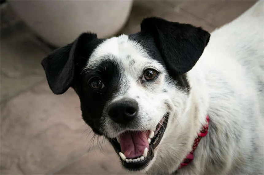 犬の満腹感を高める5つの方法：食べても満足しない愛犬に効果的