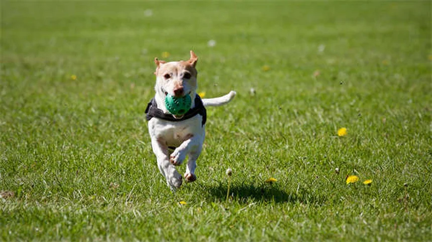 犬の満腹感を高める5つの方法：食べても満足しない愛犬に効果的