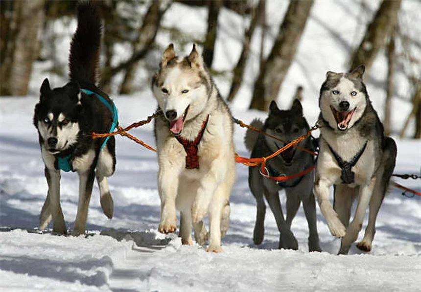 犬の満腹感を高める5つの方法：食べても満足しない愛犬に効果的
