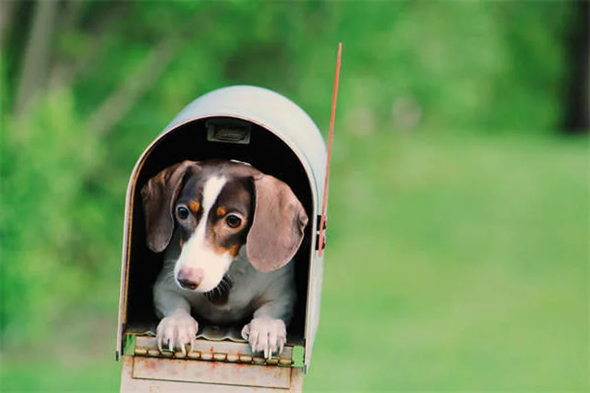 セラピードッグとは？病院で活躍する癒やしの犬の役割と効果を解説