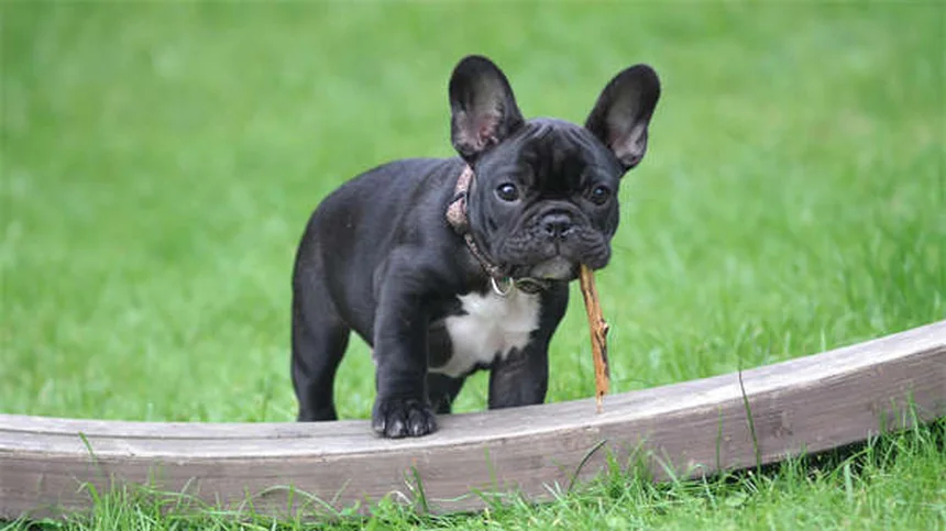 セラピードッグとは？病院で活躍する癒やしの犬の役割と効果を解説