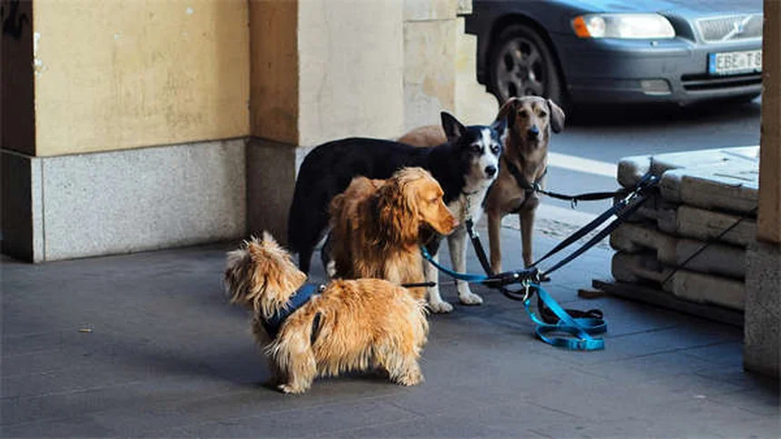 犬がドッグパークを嫌いな理由5つと愛犬に合った楽しい過ごし方