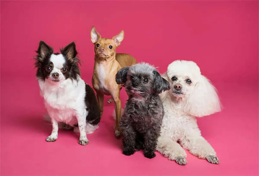 犬が夜鳴きする原因と対策｜飼い主もぐっすり眠れる7つの解決法